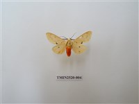 藏品(人紋污燈蛾)的圖片